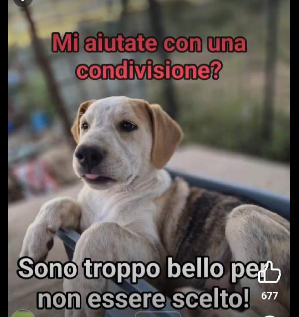 7cuccioli 3mesi e 1/2 buttati via come rifiuti.CATANIA Foto 4